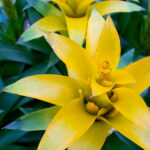 Guzmania Planta con Flor Amarilla