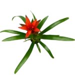Guzmania Planta con Flor de interior