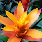 Guzmania Planta con Flor Naranja