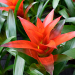 Guzmania Planta con Flor Roja