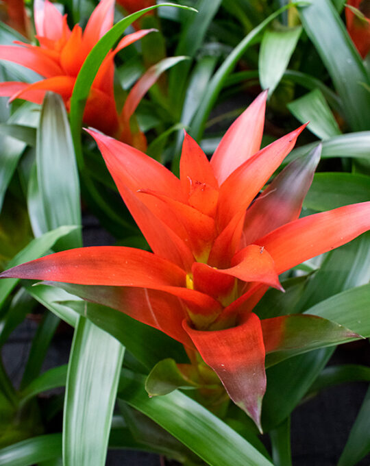 guzmania-planta-con-flor-roja