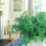 Helecho Adiantum - Decoración de Interior