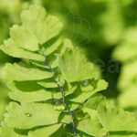Helecho Adiantum Hojas