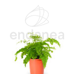 Helecho Adiantum - Planta de Interior