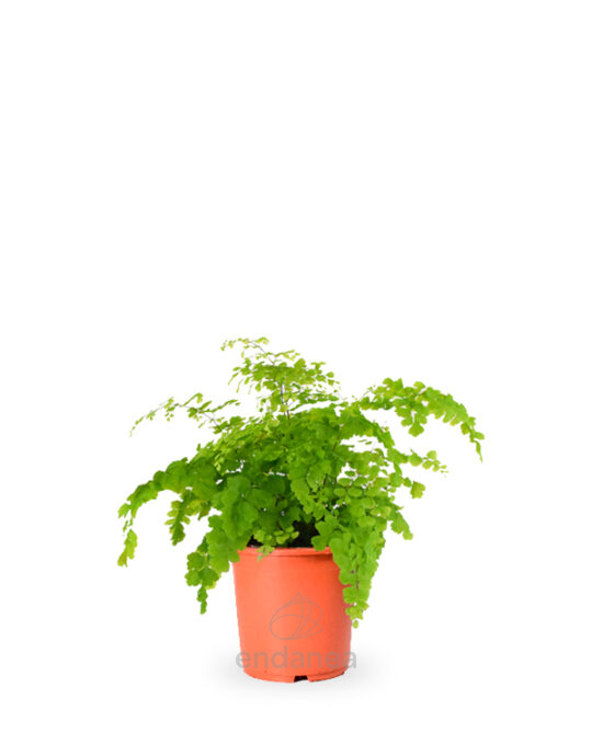 helecho-adiantum-planta-de-interior