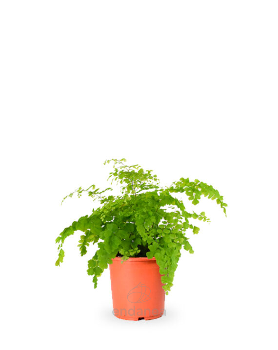 Helecho Adiantum - Planta de Interior