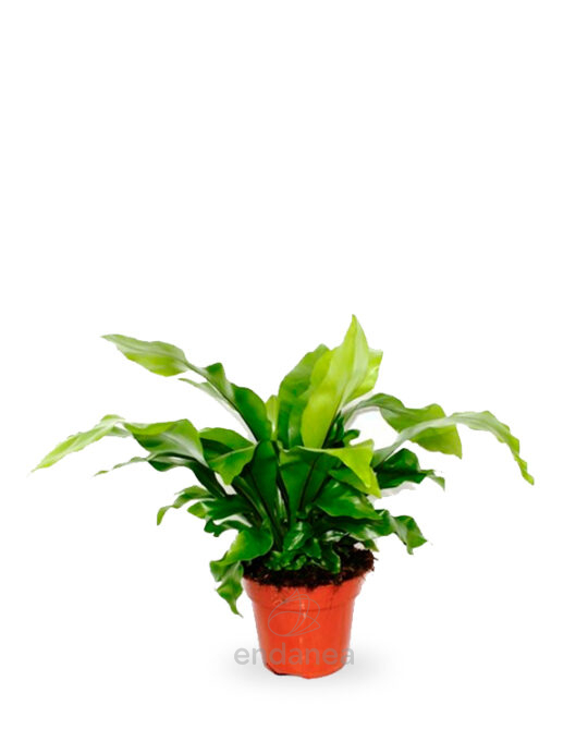helecho-asplenium-nidus-planta-de-interior-verde