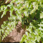 Helecho Asplenium Parvati Hojas