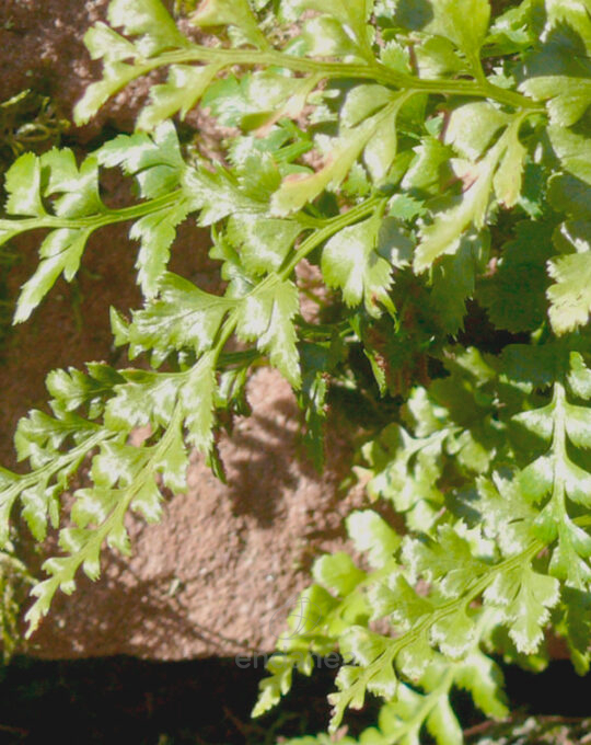 helecho-asplenium-parvati-hojas