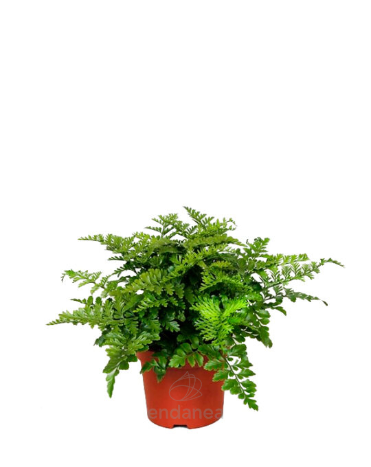 helecho-asplenium-parvati-rustico-planta-interior