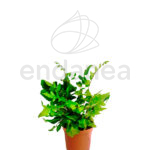 Helecho Botón Pellaea Falcata - Planta de Interior