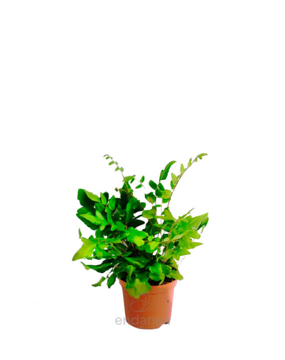 Helecho Botón Pellaea Falcata - Planta de Interior