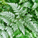 Helecho Nephrolepis Cordata Hojas