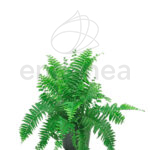Helecho Nephrolepis Cordata - Planta de Interior