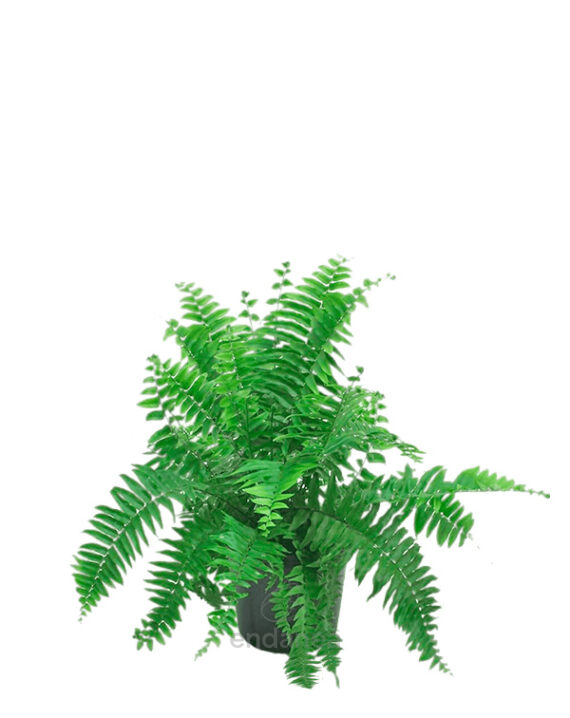Helecho Nephrolepis Cordata - Planta de Interior
