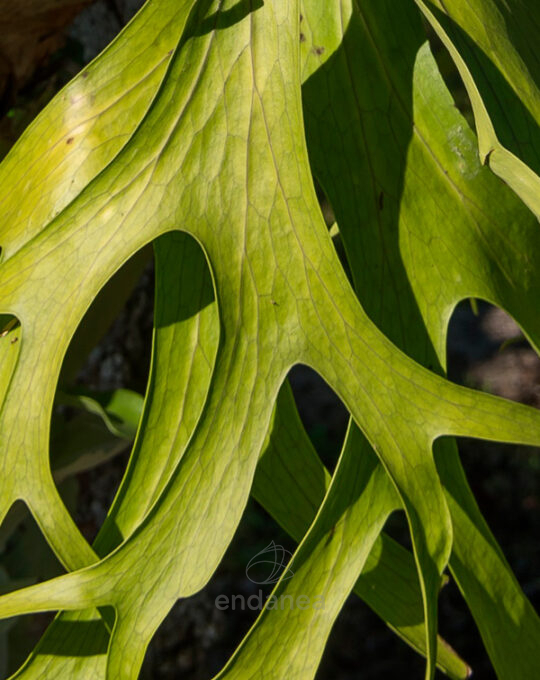 helecho-platycerium-bifurcatum-cuerno-de-arce-hojas