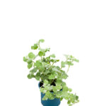 Compra el Helichrysum Petiolare Silver - Planta de Interior