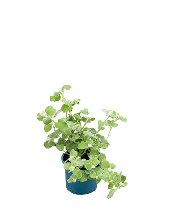 Compra el Helichrysum Petiolare Silver - Planta de Interior