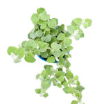 Compra el Helichrysum Petiolare Silver - Planta de Interior