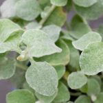 Compra el Helichrysum Petiolare Silver Hojas