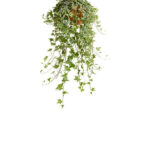 Hiedra Hedera Helix Colgante - Planta de Interior y Exterior