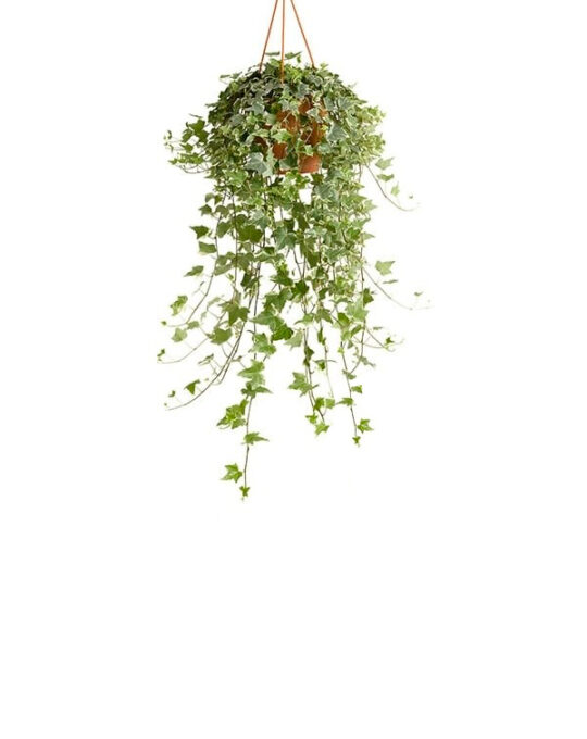 hereda-helix-hiedra-planta-de-interior-trepadora