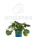 Heuchera Km0 - Planta de Exterior