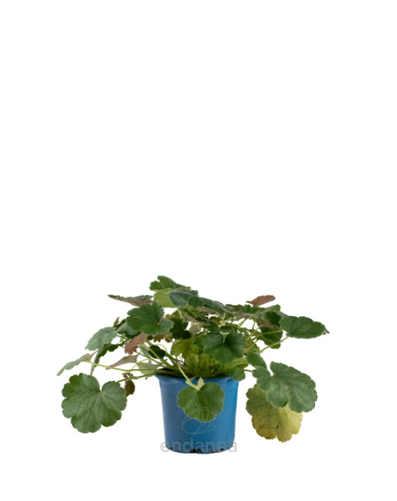 Heuchera Km0 - Planta de Exterior