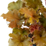 Heuchera Amarilla - Planta de Exterior