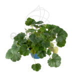 Heuchera - Planta de Exterior