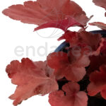 Heuchera Roja - Planta de Exterior