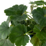 Heuchera Verde - Planta de Exterior