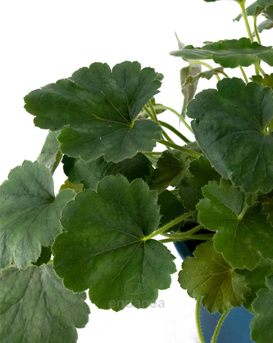 heuchera-planta-de-exterior-verde