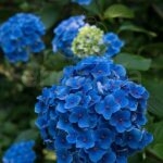 Compra la Hortensia Hydrangea Macrophylla Azul