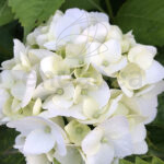 Compra la Hortensia Hydrangea Macrophylla Blanca