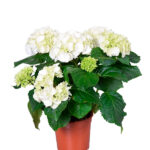 Compra la Hortensia Hydrangea Macrophylla - Planta de Exterior