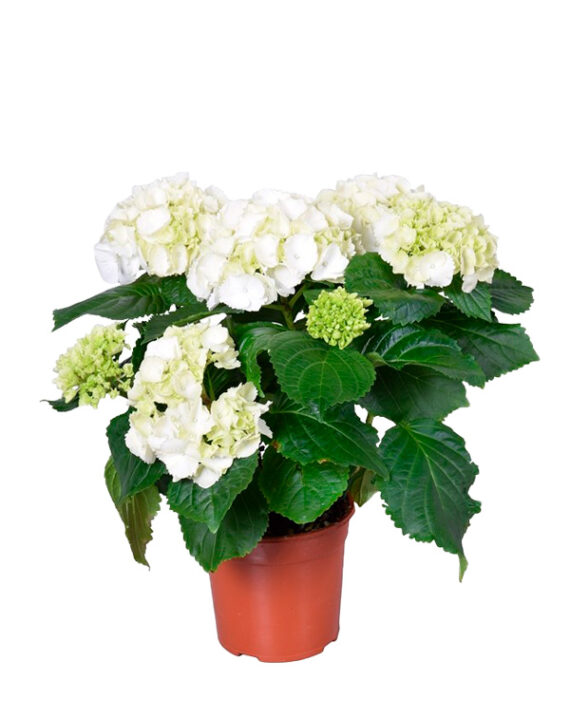 Compra la Hortensia Hydrangea Macrophylla - Planta de Exterior