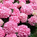 Compra la Hortensia Hydrangea Macrophylla Rosa
