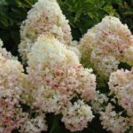 Compra la Hortensia Hydrangea Panicula Blanca