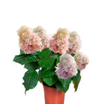 Compra la Hortensia Hydrangea Panicula - Planta de Exterior