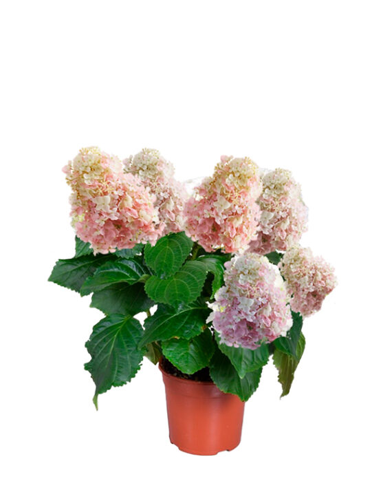 Compra la Hortensia Hydrangea Panicula - Planta de Exterior