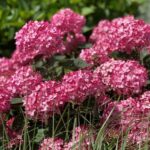 Compra la Hortensia Hydrangea Panicula Rosa