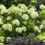 Compra la Hortensia Hydrangea Panicula Verde