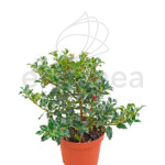 Acebo Ilex Alaska