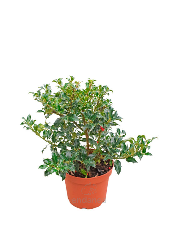 Acebo Ilex Alaska
