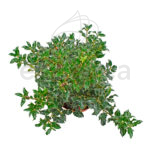 Acebo Ilex Alaska