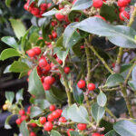 Acebo Ilex Alaska