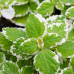 Incienso Plectranthus Coleoides Hojas Variegadas