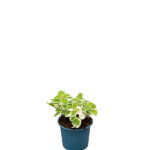 Comprar el Incienso Plectranthus Coleoides - Planta de interior