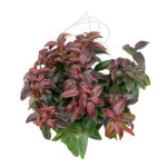 Leucothoe Arbusto Planta de Exterior Hojas